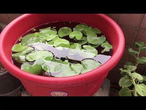 水生植物盆栽養魚 風水 門對門